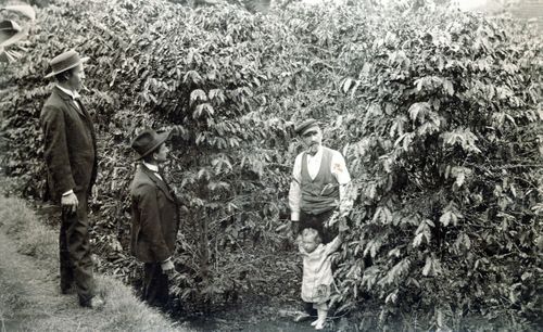 1900 ca F00447 Gruppenbild in Kaffeeplantage.jpg